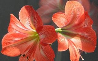 Комнатная лилия Лилия цветок домашний как ухаживать