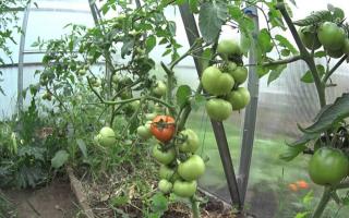 Правила дозаривания помидоров